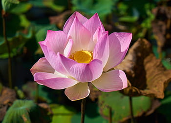 zavřít, Pohled, růžový, multi-petal květ, bílý lotos, lotosový květ, lotus, květ, Příroda, Krásná, listy jsou