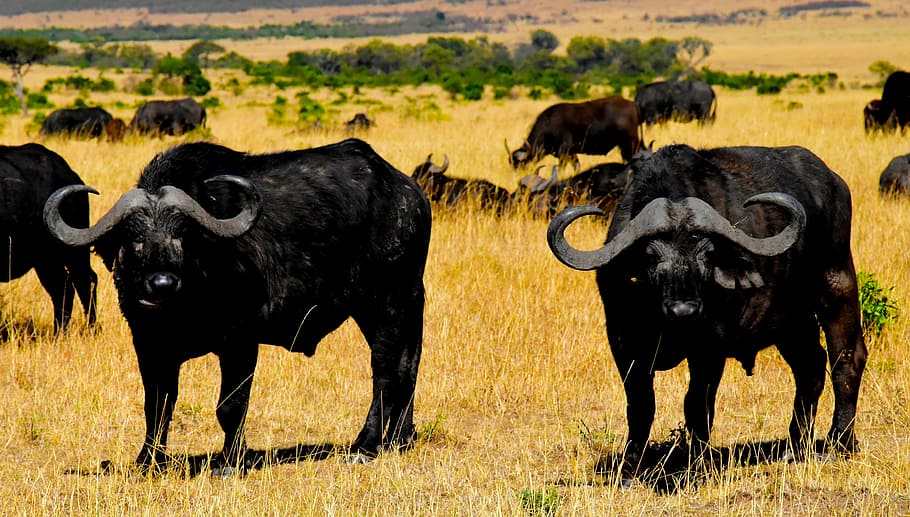 black, wildebeests, green, grassland, wildlife, africa, tanzania, mammal, safari, park, travel