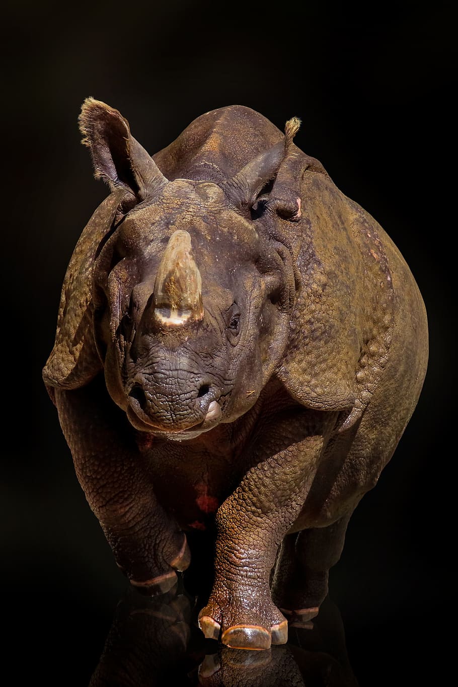 animals, rhino, pachyderm, africa, endangered, isolated, compared to, indian rhinoceros