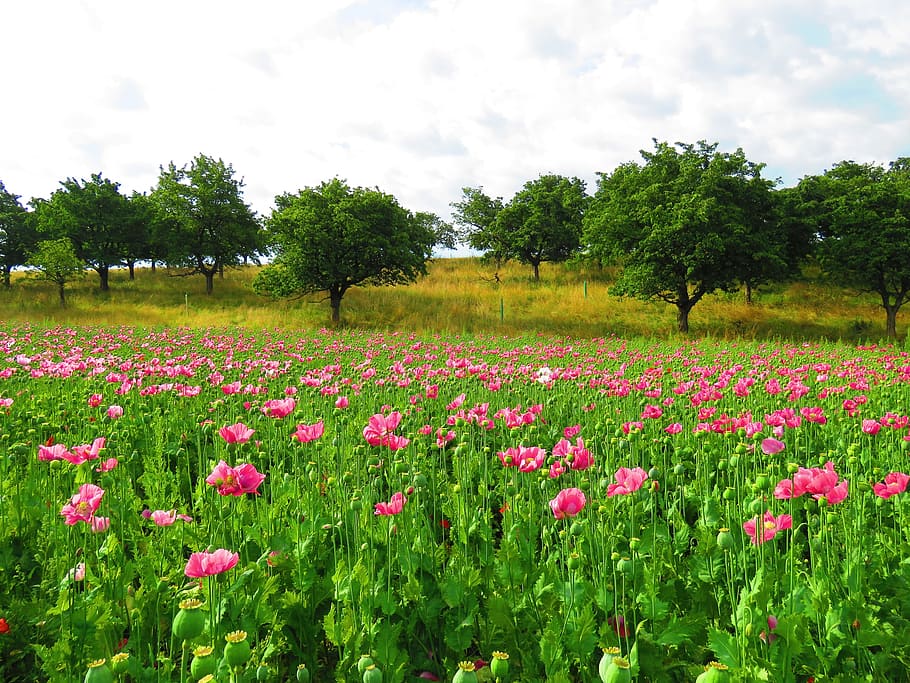 foto di paesaggio, rosa, campo di fiori di papavero, giorno, papavero, rosa, fiore, fioritura, fiorire, mohngewaechs, fiore di papavero, capsula di papavero