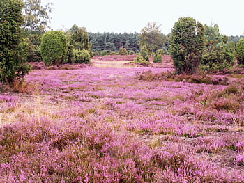 pole, růžový, květiny, les, Heide, vřes, srpen, lüneburg, vřesoviště