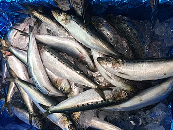 sardines, sardine, ice, seiyu ltd, living, supermarket, fresh fish, department, heisei-cho, yokosuka, japan