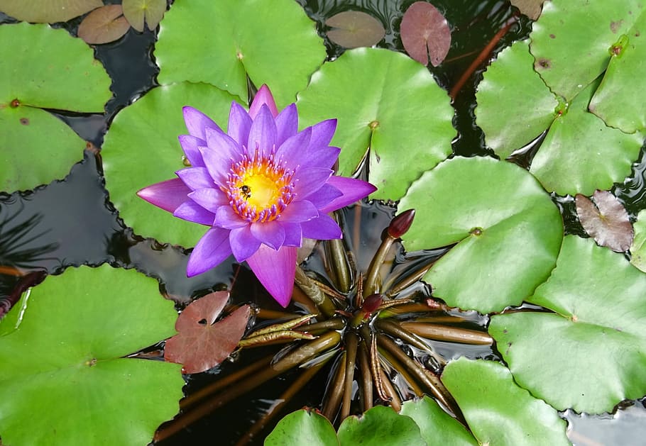 Lily, Flower, Blue Water Lily, lily, flower, neelkamal, nil-sapla, nymphaea nouchali, nymphaeaceae, nymphaea stellata, nymphaea cyanea, nymphaea edgeworthii