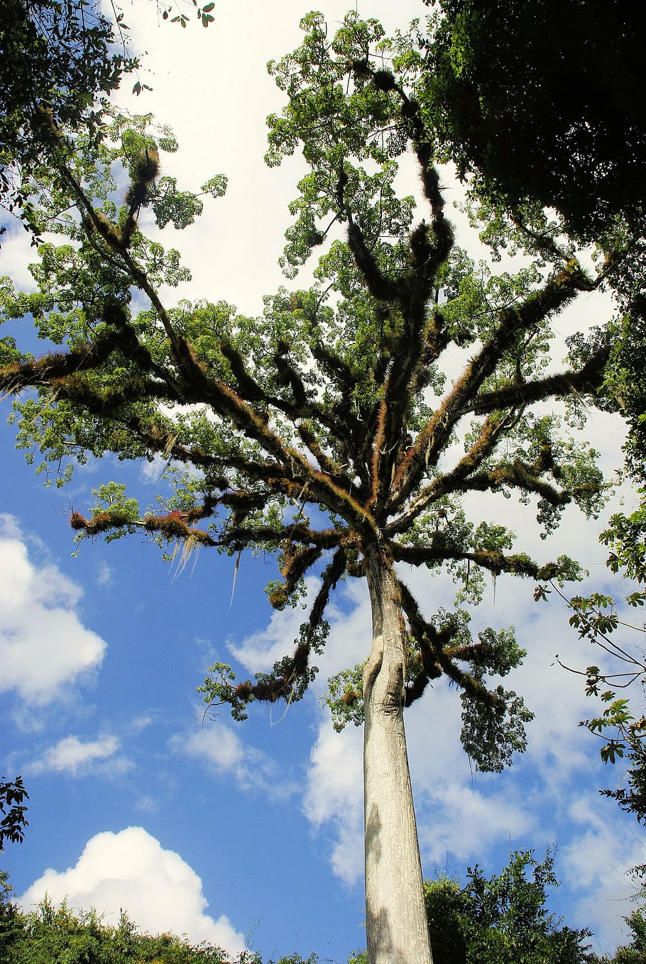guatemala, ceibal, rainforest, kapok tree, epiphytic