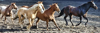stádo koní, kůň, koně, rodeo, zvíře, hřebec, hnědý, koňský, ranč, kobyla, pole