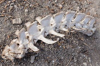 bone, skeleton, vertebral column, spinal bones, fossilized remains, animal skeleton, outdoor bones, natural decay, wildlife remains, desert bones, vertebrate skeleton