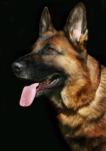 closeup, adult, black, tan, german shepherd, dog portrait, dog, view, portrait, pets, man's best friend
