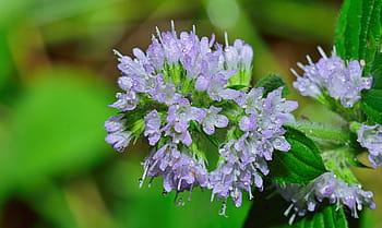 naturaleza, flor, macro, flores, flores pequeñas, plantas, jardín, flores lilas, violetas, paisaje, hojas