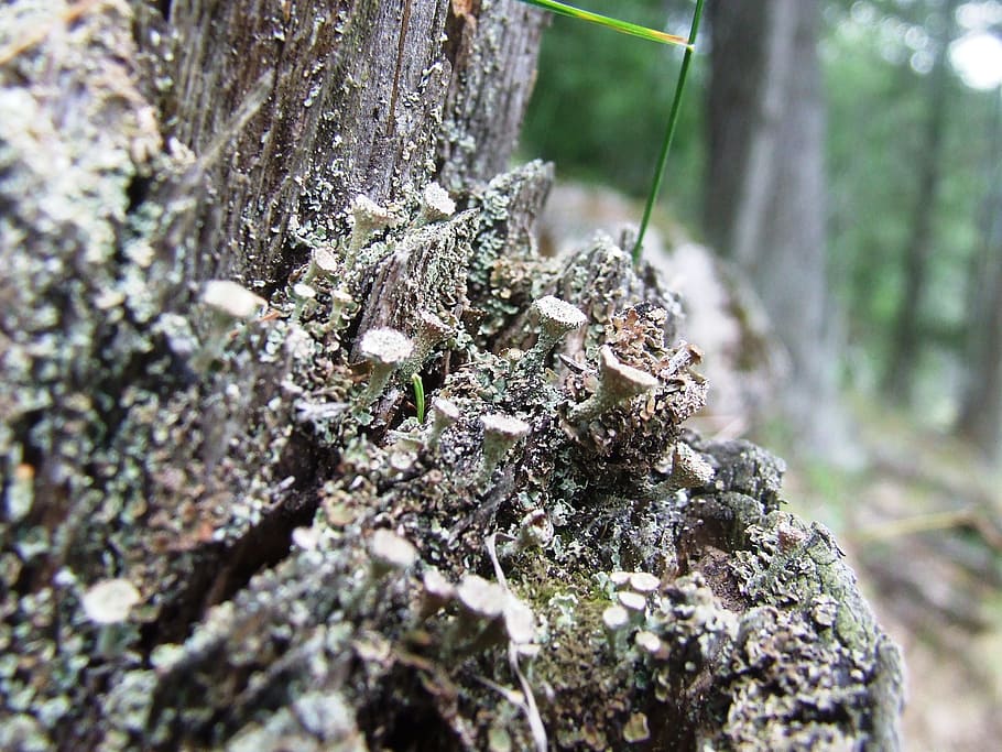 lišejník, cladonia, les, Příroda, podzim