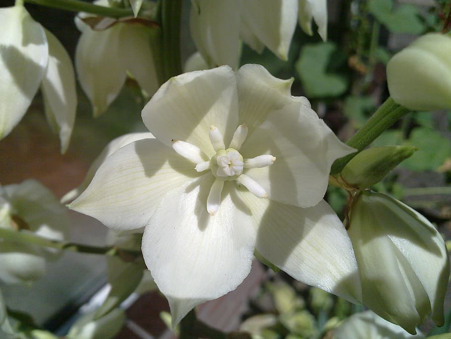 λευκό, λουλούδια, agave, ανθίζω, λευκά λουλούδια