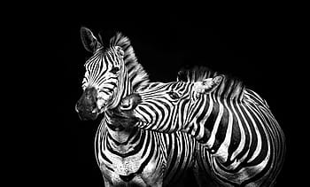 two zebra portrait, zebras, stripes, black and white, striped, animal, africa, lines, nature, wildlife, safari