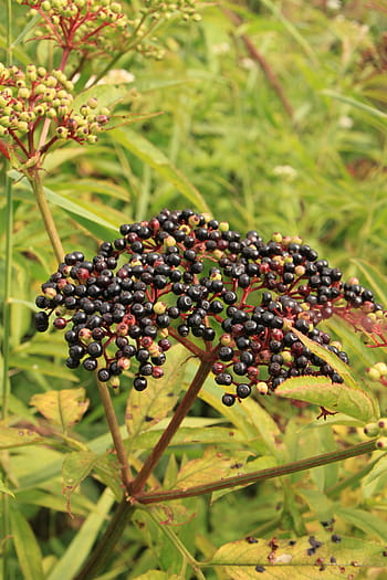 bobule, Černá, danewort, ebulus, starší, sambucus, ovoce, rostlin