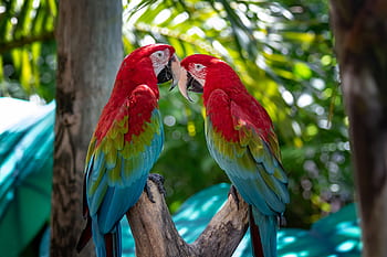 loro, exótico, pájaro, animal, naturaleza, color, trópico, guacamayo, pluma, selva, mundo animal de