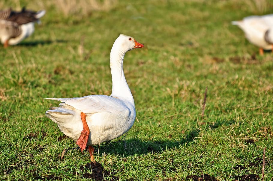 goose, white goose, bird, waterbird, anatidae, wildlife, standing, on one leg, bill, leg, foot