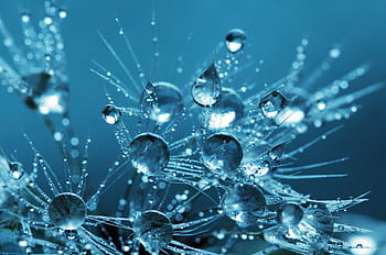 gocce d'acqua, dente di leone, blu, sfondo, acqua, goccioline, gocce, liquido, natura, fresco, pulito