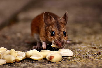 brown, mice, eating, peanut, wood mouse, nager, cute, eat, peanuts, mammal, mouse