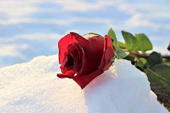 frozen red rose in snow, love symbol, winter, snowy, romantic, cold, frost, outdoors, flower, colorful, snowflakes