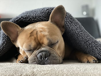 odasimul, kutya, kuscheldecke, fedett, december, hideg, esős időjárás, bújós, alvás, francia bulldog, szőrme