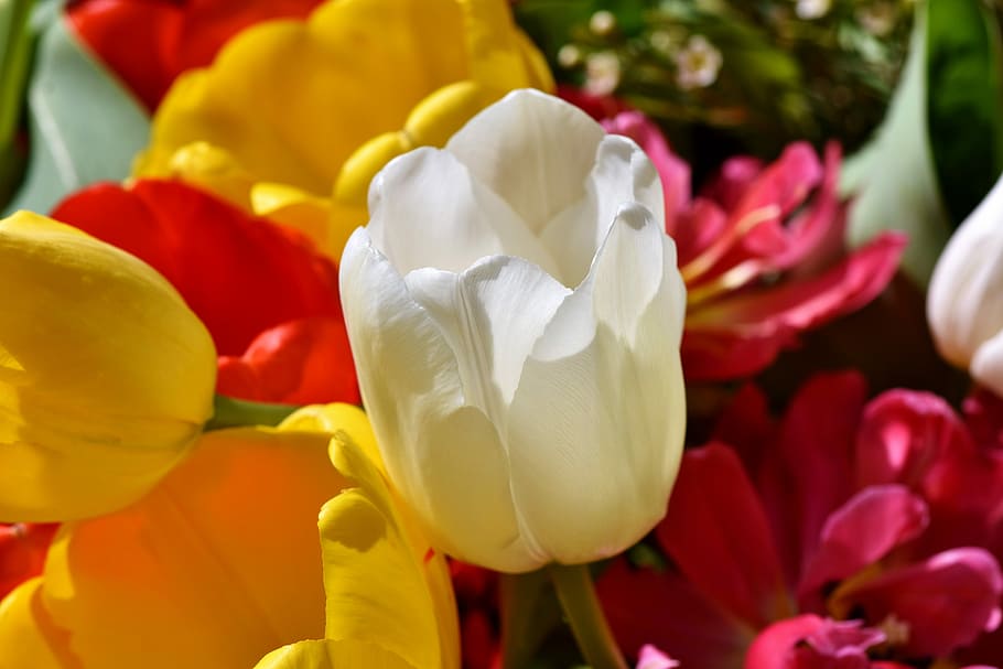 tulipán, tulpenbluete, květ, bílý nádor, žluté květy, žlutý květ, Příroda, jaro, rostlina, schnittblume