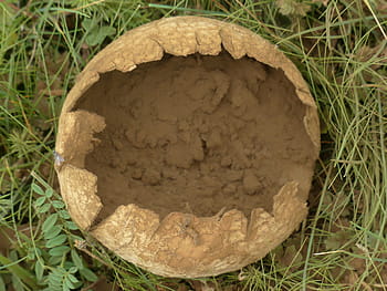 Marrone, struttura, erbe, fungo, conigli, Bovist, conigli umbrinum, lycoperdon utriforme, coniglietto bovino, grande pannello in muratura, specie fungina