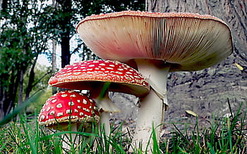 amanita, Houby., Fly Agric, Červené houby, forrest floor, jedovaté houby, amanita muscaria, Červené, Příroda, most fotoaparát, Červená a bílá houba
