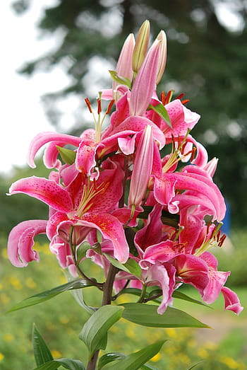 růžový, stargazer lilie, květ, zavřít, fotografování, lilie, květinový, okvětní lístek, exotický, havajský, flóra