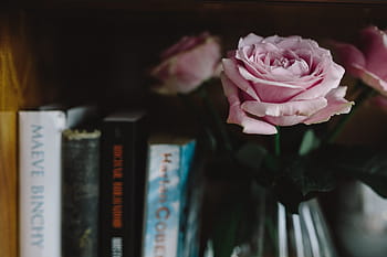 encantador, rosas, libro, café, rosa, interior, descanso, relax, esencial, lectura, tiempo