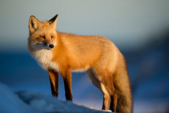 snow, winter, blue, mountain, landscape, nature, sunny, day, fox, animal, wildlife
