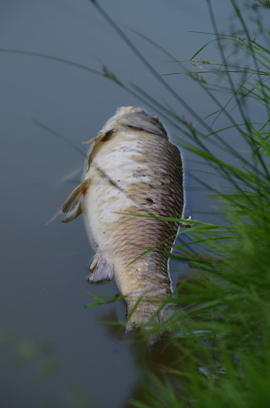 Fish, Carcass, Pond, Polluted, Ecology, one animal, animals in the wild, animal wildlife, animal themes, animal