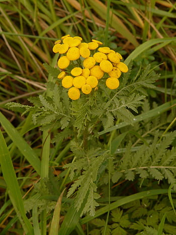 tansy, tanacetum vulgare, chryzantéma vulgare, červ bylinné, kompozitů, asteraceae, silphium laciniatum, žlutá, flóra, květiny, polovina růžice rostlina