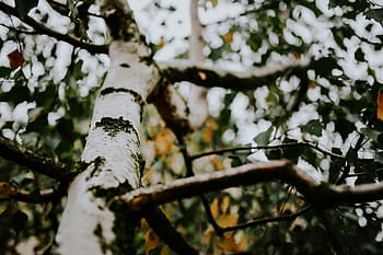 ramas de abedul, abedul, ramas, primer plano, flores, flora, fruta, naturaleza, hojas, árboles, primavera
