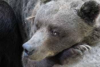 orso, natura, Marrone, animale, sfondo, selvaggio, parco, mammifero, foresta, Pericolo, grande