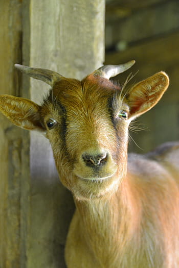 koza, Příroda, trpaslík koza, stvoření, rohy, domácí koza, dítě, hospodářských zvířat, savců, živočišného světa, zvíře