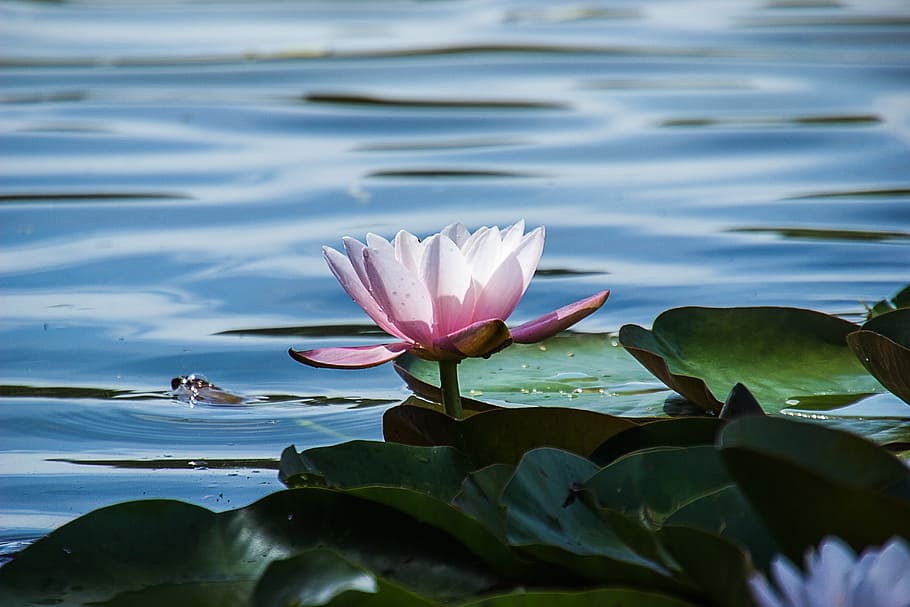 růžový, lotus, tělo, voda, Příroda, květ, rybník, leknín, lotosový leknín, jezero, okvětní lístek