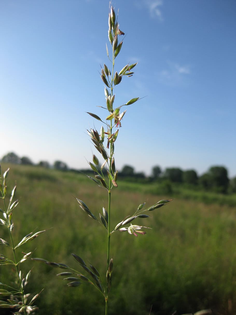 Grässer, Nice, Weather, Idyll, Meadow, nice weather, sky, blue, plant, agriculture, field