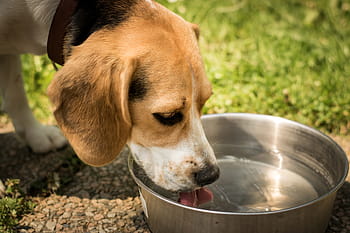 大人、 トリコロール、 ビーグル飲料水、 犬、 飲み物、 水、 のどの渇き、 バンジェル、 人種