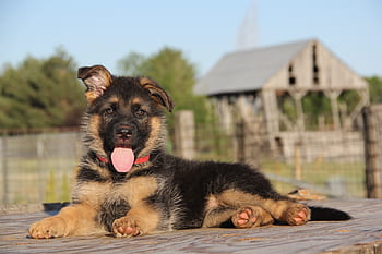 german shepherd, german shepherd puppy, gsd, canine, dog, puppy, pet, cute, animal, adorable