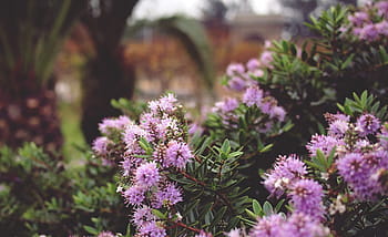 fiori viola, viola, fiori, rami, Marrone, verde, le foglie, rosa, primavera, alberi, natura