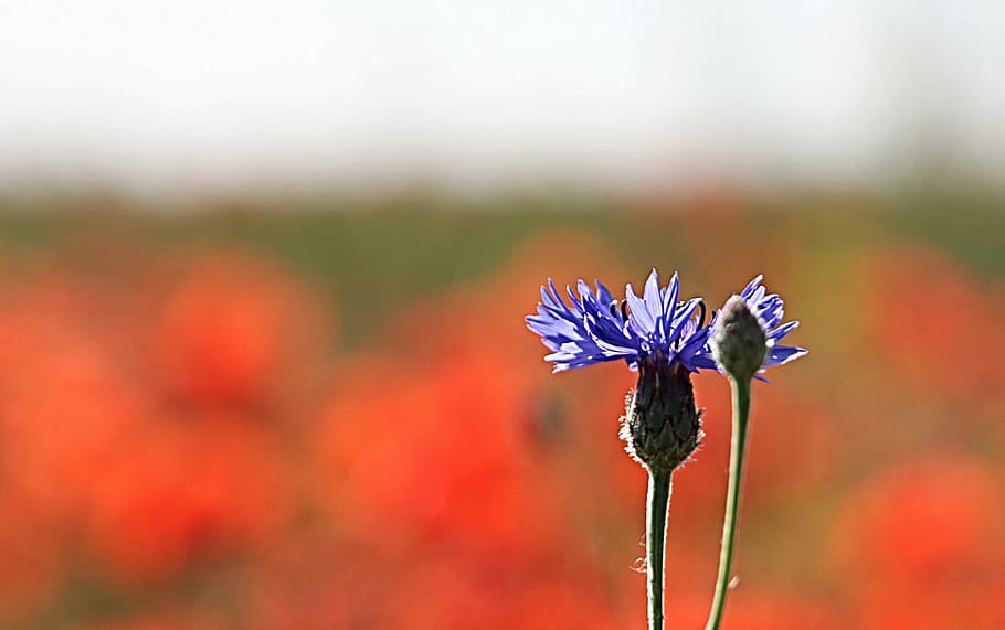 chrpa, pupen, modrý, rozostřený, stonek, rostlina, centaurea, centaurea cyanus, nachový, letní, mák