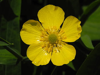ranuncolo, fiorire, fioritura, giallo, estate, fiore selvaggio, vicino, fiori gialli, natura, fiore giallo