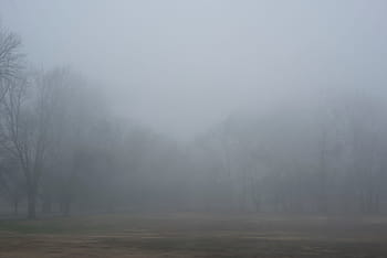 forest, surrounded, smoke, trees, plant, nature, outdoor, fog, cold, weather, tree