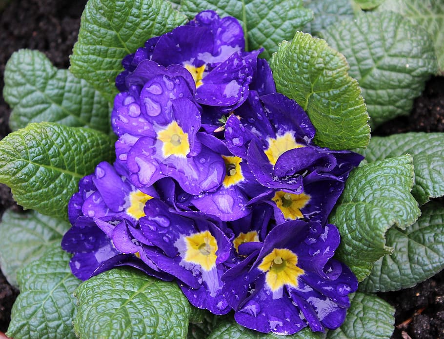 blooming purple flowers, primula, prymulka, rain drops, spring flowers, leaf, flower, nature, plant