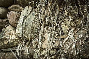 struttura, radici, albero, abbaiare, tronco, vecchio, rocce, pietre, medievale