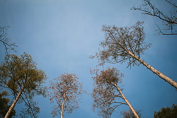Oficina, Alta, Techo, bosque, cielo, árbol, naturaleza, rama, azul, al aire libre, hoja