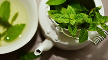 selective, focus photography, green, leaf plant, white, teapot, Peppermint, Medicinal Plant, medicinal herbs, mint, tea herbs