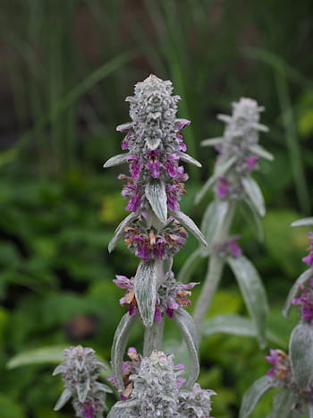 양모 양모, 양모, 꽃, 자주색, 보라색, 꽃이 핌, 식물, 관목, 식물 상, 비잔틴, Stachys lanata