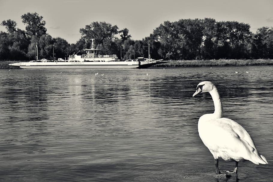 labuť, trajekt, rhine, bota, voda, loď, přechod, řeka, Lodní doprava, dopravních prostředků, přeložit