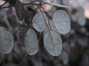 stříbrný list, lunaria, silberling, judas schilling, poctivost, stříbrný ffennig, listy, stříbrný, rostlina, jednoletý stříbrný list, lunaria annua