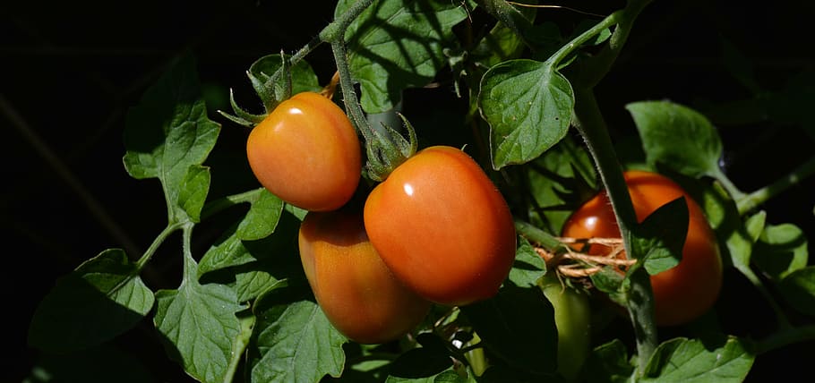 tre pomodori rossi, pomodori, pomodori Roma, giardino, orticoltura, nachtschattengewächs, tomatenrispe, pomodori cespugliosi, arbusto di pomodoro, Casa & Giardino, allevamento di pomodori