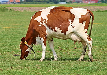 brown, white, cow, green, grass, Cow, Milk, Milk Cow, Beef, Pasture, agriculture, animal